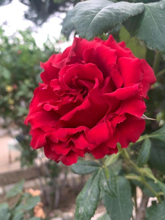 Il Giardino Degli Antichi Sapori Βίλα Ceglie Messapica Εξωτερικό φωτογραφία
