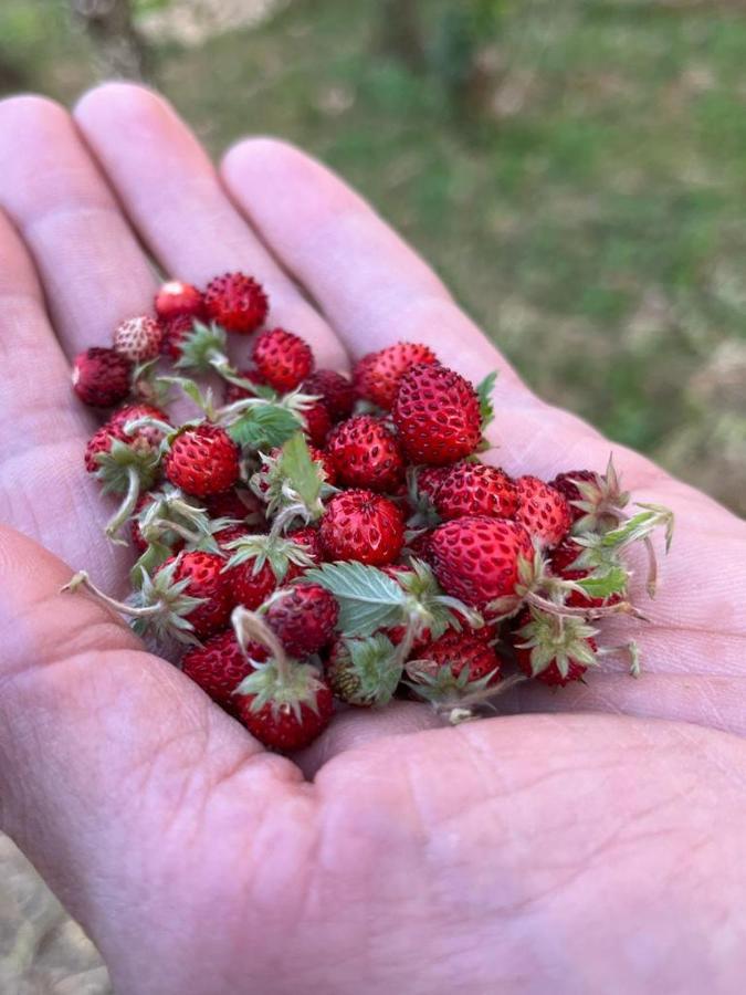 Il Giardino Degli Antichi Sapori Βίλα Ceglie Messapica Εξωτερικό φωτογραφία