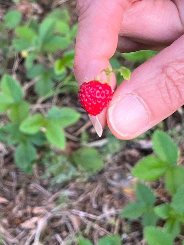 Il Giardino Degli Antichi Sapori Βίλα Ceglie Messapica Εξωτερικό φωτογραφία