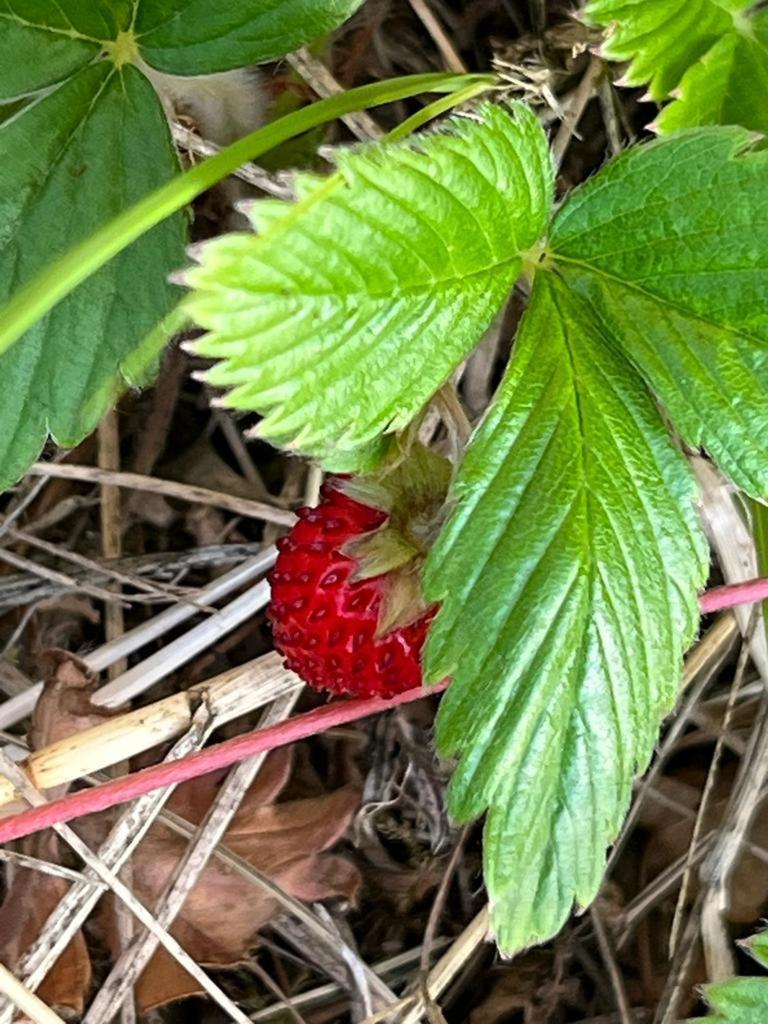 Il Giardino Degli Antichi Sapori Βίλα Ceglie Messapica Εξωτερικό φωτογραφία